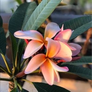 Meet your Posher, Steph